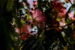 vår blomma albizia julibrissin på en träd på en värma dag närbild foto