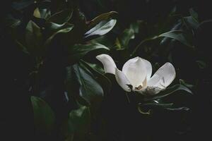 stor vit magnolia mot en bakgrund av mörk grön löv på en träd i vår dag foto