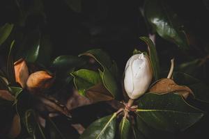 stor vit magnolia mot en bakgrund av mörk grön löv på en träd i vår dag foto