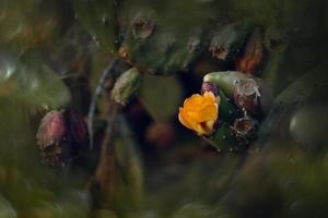 orange taggig päron blomma på en kaktus i en trädgård på en mörk grön bakgrund foto