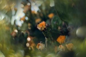 orange taggig päron blomma på en kaktus i en trädgård på en mörk grön bakgrund foto