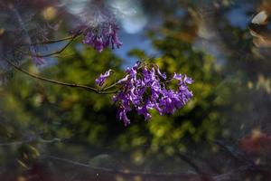 lila jacaranda blomma mimosifolia på en träd på en vår dag foto