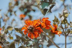 blomning orange exotisk träd blommor närbild foto