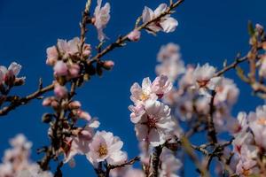 blomning frukt träd med vit blommor på en solig vår dag foto