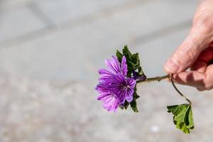 lite lila blomma hölls i de hand på de bakgrund foto