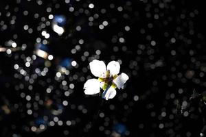 blomning frukt träd med vit blommor på en solig vår dag foto