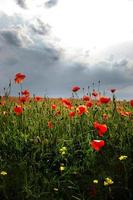 spektakulär levande blomning på nära håll av vallmo i ett vallmofält. hej vår, vårlandskap, lantlig bakgrund, kopia utrymme. blomma vallmo blommande på bakgrund vallmo blommor. natur. foto