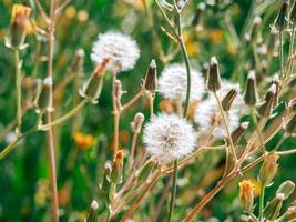 fluffig och gul crepis blommor stänga upp Foto på en äng