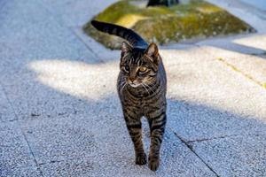 hemlös man blind i ett öga grå tabby katt på de gata foto