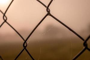 liten delikat vatten droppar på en Spindel webb i närbild på en dimmig dag foto