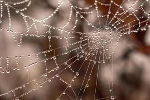 liten delikat vatten droppar på en Spindel webb i närbild på en dimmig dag foto