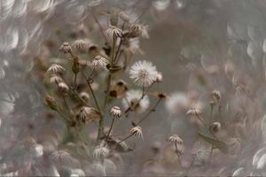 skön liten delikat höst blommor i de trädgård på en bakgrund med bokeh foto