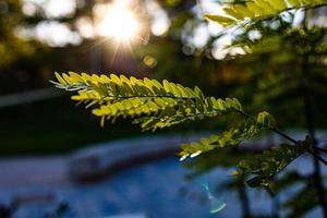 värma strålar av de miljö Sol lysande genom de kvist med grön löv foto
