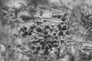 röd dekorativ frukt på de vin i höst dag i solnedgång och bokeh ljus foto