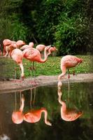 en grupp rosa flamingor som jagar i dammen, oas av gröna blad i stadsmiljö foto