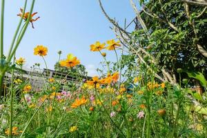 gul kosmos blommor fält på ut dörr med blå himmel ,natur bakgrund. foto