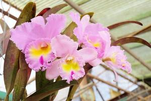 stor rosa orkide blomma på trädgård . foto