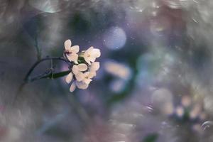 liten delikat höst blommor i de trädgård på en bakgrund med bokeh foto