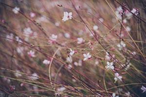 liten delikat höst blommor i de trädgård på en bakgrund med bokeh foto