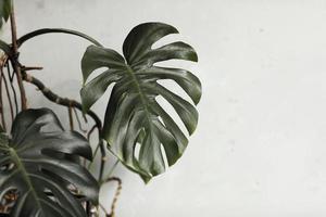 stort grönt blad för blomsterarrangemang. monstera blad. populärt val av blomsterhandlare med exotiska djungelväxtblad. gröna löv. selektivt fokus foto