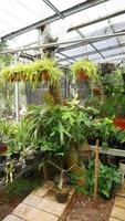 olika inlagd växter anordnad i växthus. växt älskande begrepp foto