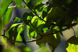 naturens uppvaknande på våren. foto