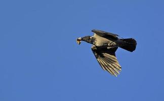 huva kråka - corvus cornix, grekland foto