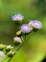 makro Foto av skön lila blomma