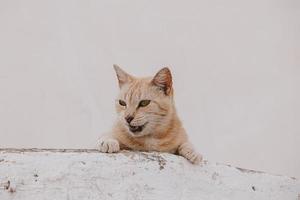 porträtt av en röd katt på en ljus byggnad bakgrund foto