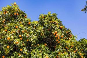 manaryn träd med orange frukt mot de bakgrund av ört löv foto