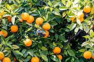 manaryn träd med orange frukt mot de bakgrund av ört löv med en blå mes fågel foto