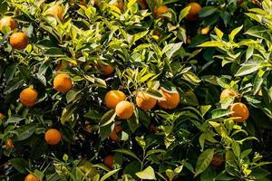 manaryn träd med orange frukt mot de bakgrund av ört löv foto