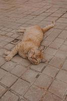 ingefära katt slappa på de betong trottoar på en värma eftermiddag foto
