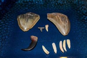 megalodon hajar tänder samling foto