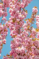 omslag sida med underbar rosa och rosig körsbär blommar. begrepp vår, förnyelse och lycka. foto