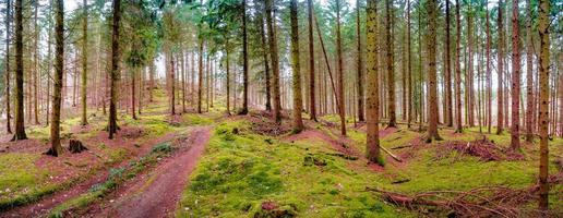 panorama- se över en magisk tall, tall skog med gammal åldrig träd täckt med mossa och mossad skog säng, Tyskland, på värma solnedgång vår kväll foto