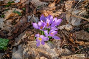 först blommor som snödroppar i tidigt vår på soluppgång i de morgon- i de parkera dök upp från gammal falla löv foto