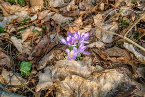 först blommor som snödroppar i tidigt vår på soluppgång i de morgon- i de parkera dök upp från gammal falla löv foto