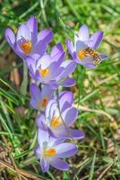 först blommor som snödroppar i tidigt vår på soluppgång i de morgon- i de parkera med bin samlar nektar. foto