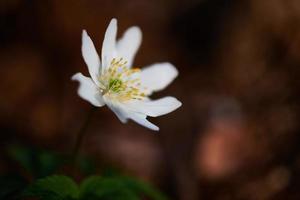 vit blomma i skogen foto