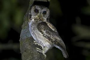 krage scops Uggla eller otus lettia observerats i latpanchar i väst bengal, Indien foto