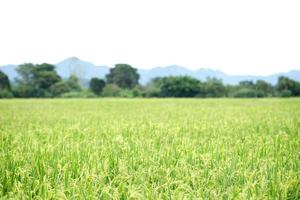 grön ris fält bakgrund stänga upp skön gul ris fält mjuk fokus foto