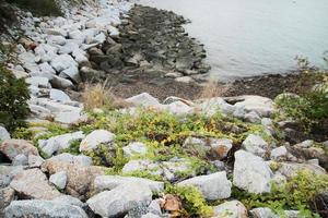 vit stenar strand och murgröna växt på de havet foto