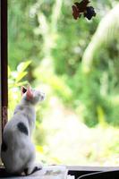 kattunge vit katt Sammanträde och njut av på de fönster med solljus och natur foto