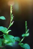 skön waterkanon blommor med solljus i natur bakgrund foto