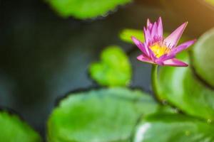 rosa Färg färsk lotus blomma eller lila vatten lilja blomma blomning på damm bakgrund foto