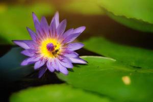 bin i lotus rosa blomma.blommande vatten lilja nymphaea stellata vill flyta i lugn flod trädgård. kopia Plats foto