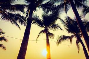 palmträd vid solnedgången