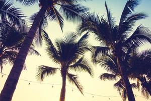 palmträd vid solnedgången