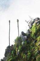 trachycarpus oreophilus gibbons och skruvnyckel träd Arecaceae palmae med dimma på de berg och soluppgång lysande till de dimma i skog nordlig av thailand. foto